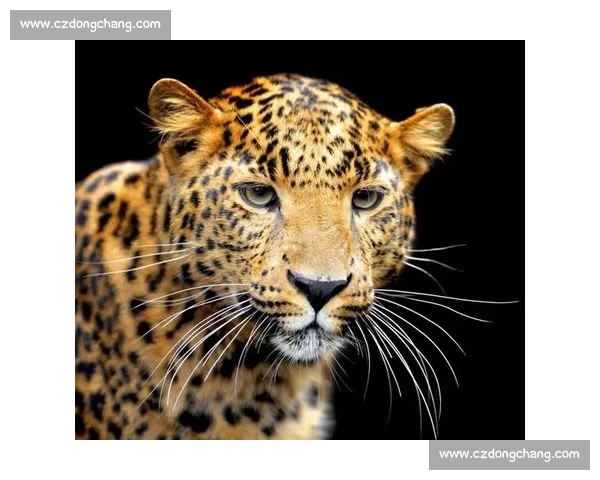 美洲虎对决非洲狮子谁才是陆地顶级猛兽之王深度解析全面实力对比